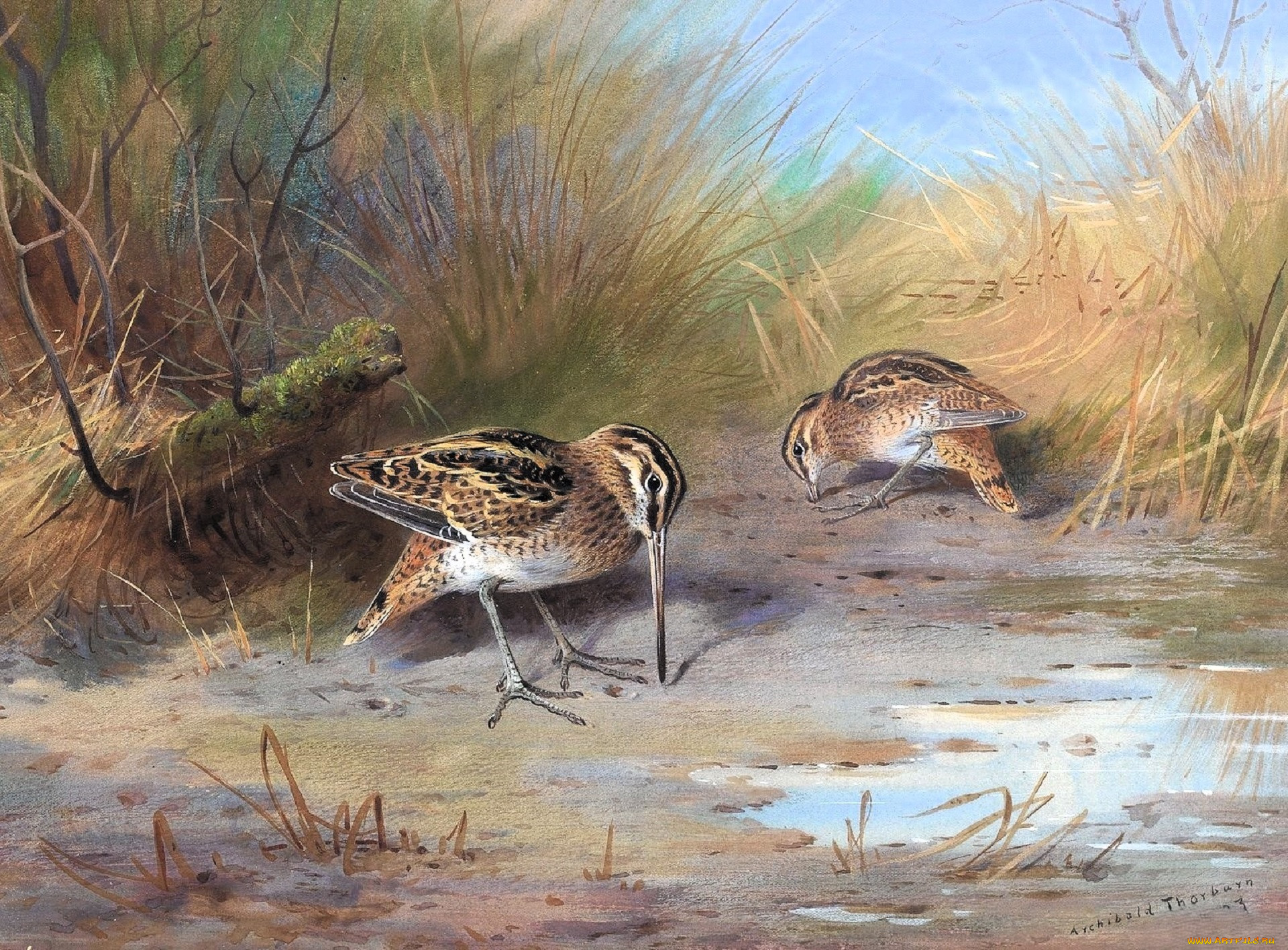 , archibald thorburn, , 